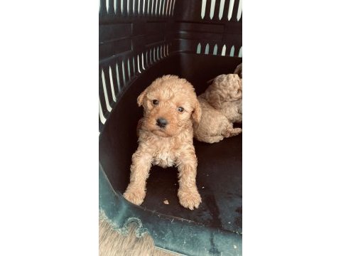 2 aylık maltipoo yavrular