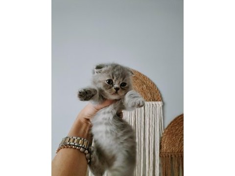 Mükemmel scottish fold bebeklerim