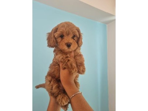 Toy poddle yavrularımız