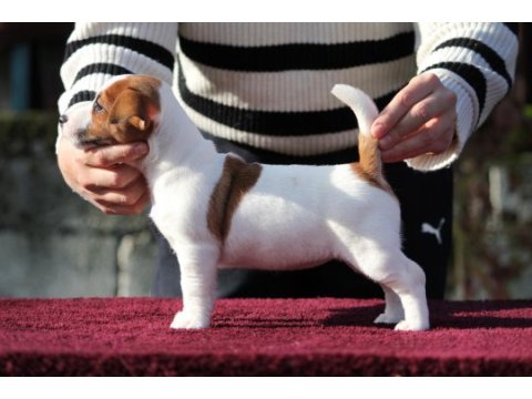 Fcı (kıf) şecereli kısa tüy jack russell yavrularımız