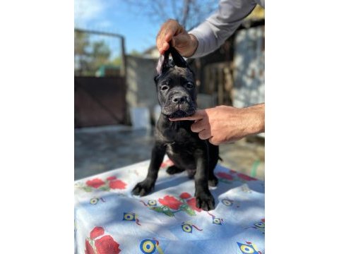 Show kalitede perfect cane corso puppies