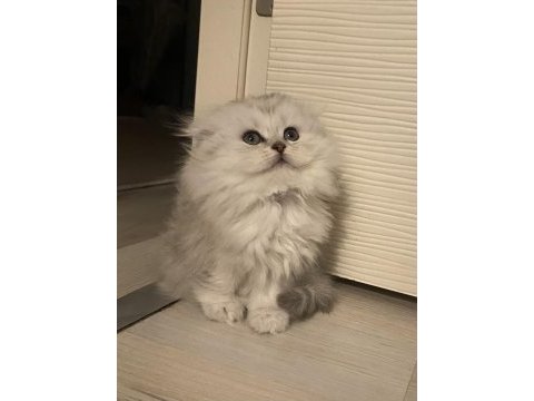 Sosyal british longhair kardeşler