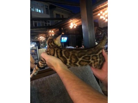 Dişi bengal