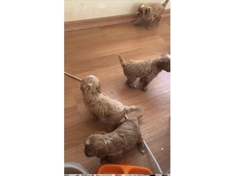 Cavapoo yavrular dişi ve erkek