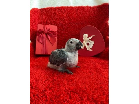 Jako parrot papağanımız