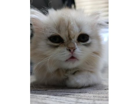 Dişi yavru chinchilla kedimiz