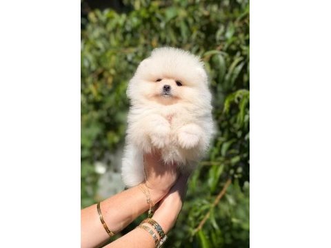 A kalite pomeranian yavruları
