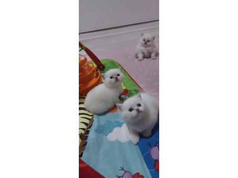 Safkan british longhair erkek