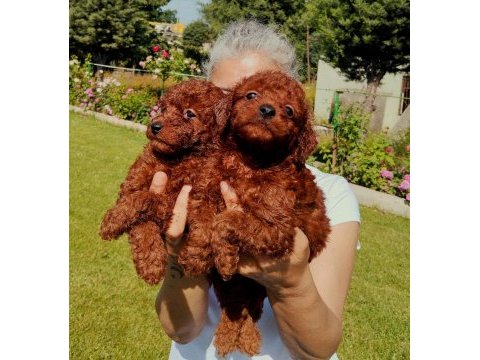 Toy poodle yavrular ruhsatlı çiftlikten