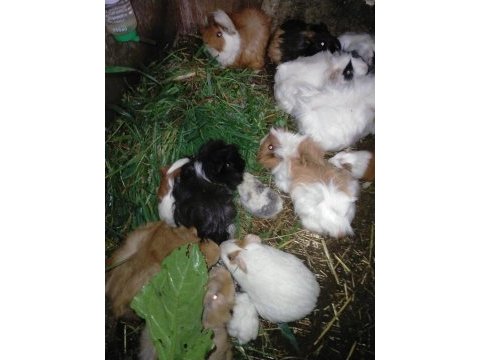 Büyük ve yavru guinea pig