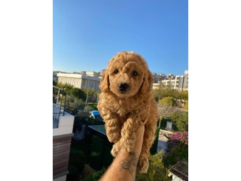 Toy poodle yavru köpekler