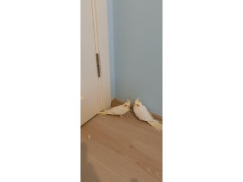 Pvc kafes ve malzemeler ile birlikte sultan papağanı
