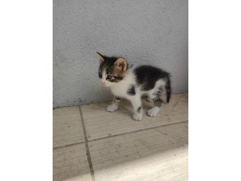 Beş yavru kedim