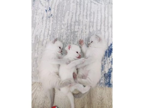 25 günlük british longhair yavru