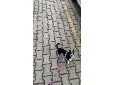 Şivava köpeğime eş arıyorum