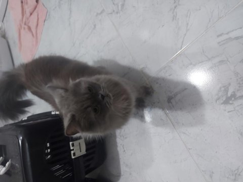 British longhair sahiplendirme