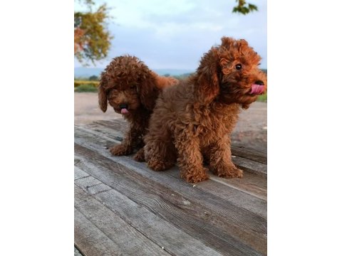 Toy poodle yavrularımız
