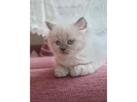 Safkan himalayan sağlıklı yavru