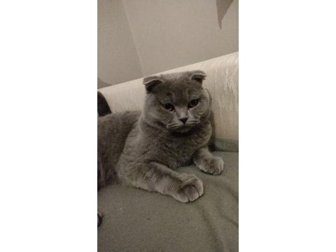 Scottish fold 1 yaşında kedimiz