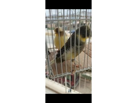 Hazır takım gloster kanaryalar