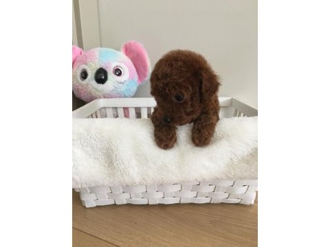 Xxs mıkro oyuncak teacup korea poodle dişi erkek
