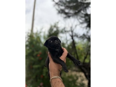 68 günlük pink carrier pug mops bebekler dişi-erkek