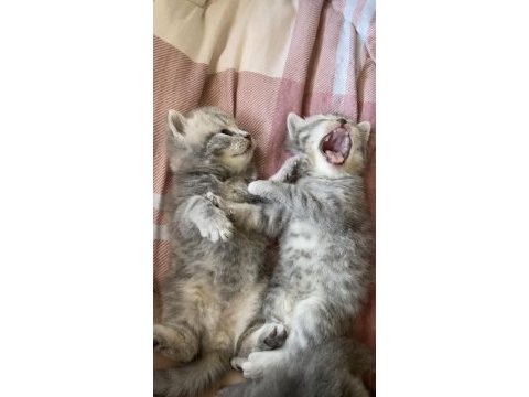 British shorthair kediler