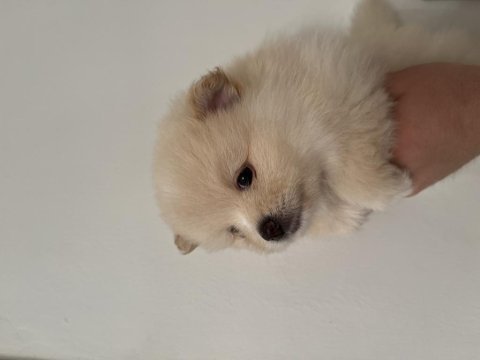 Mini mini yavrucaklar pomeranian boo