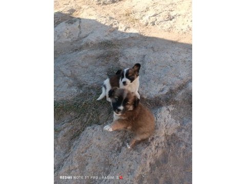 Köpeğim satılıktır bir niğde çavdarlı köyü