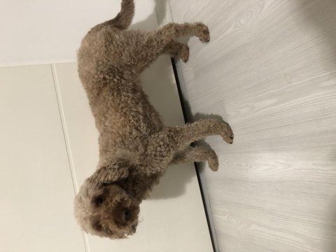 2.5 yaşında dişi poodle