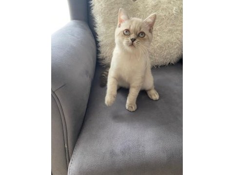 British shorthair