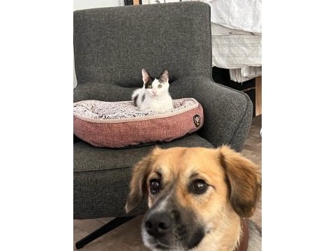 3,5 aylık yavru erkek kedimiz