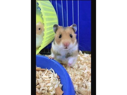 Minik hamster dostunu seç adresine gelsin