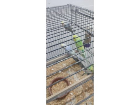Yavru muhabbet kuşu sahiplendirilecektir