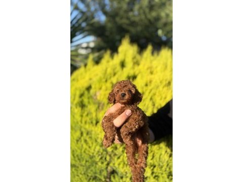 Orjinal ırk ve sağlık garantili toy poodle bebeklerimiz