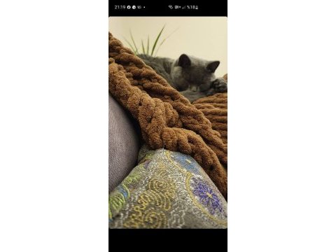 British shorthair