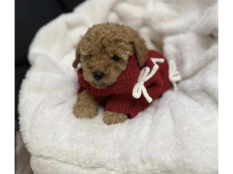 Toy poodle köpeği