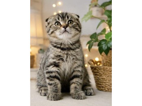 Yavru scottish fold kedilerimiz