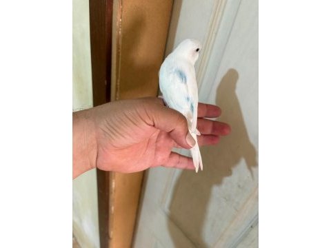 29 günlük konuşturmalık bebek muhabbet kuşu