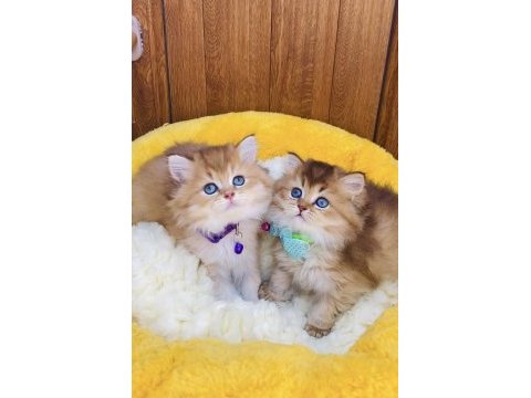 Üst düzey golden ny12 brıtısh shorthair 