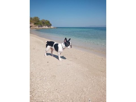 Fransız bulldog 7 aylık
