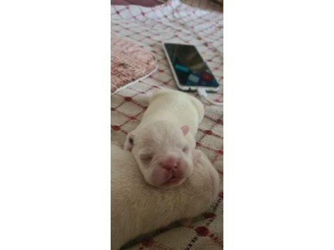 3 haziran doğumlu beyaz mavi göz french bulldog