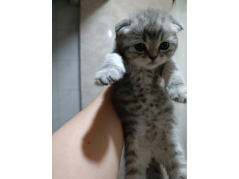 En güzel scottish fold yavrular biziz