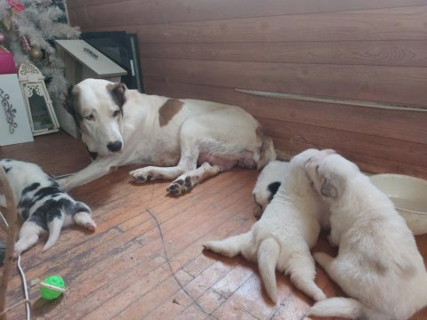 Alabai puppies