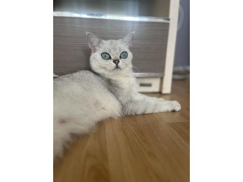 Dişi british shorthair kedim için eş arıyorum