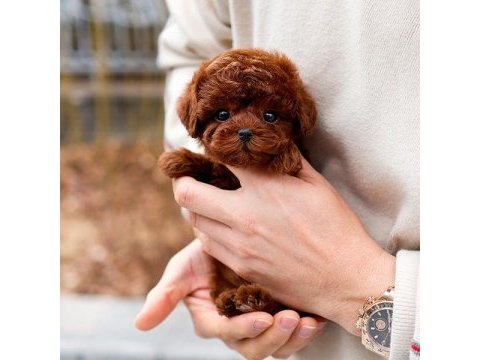 Antıalerjık toy poodle bebeklerım