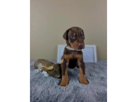 Dişi erkek doberman kapıda ödemeli güvenli sistem