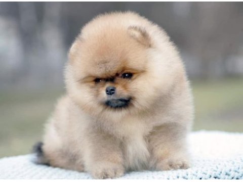 Secereli ırk garantili pomeranian boo teddy bear