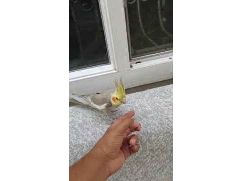 Ele alışık sultan papağanı konuşması var