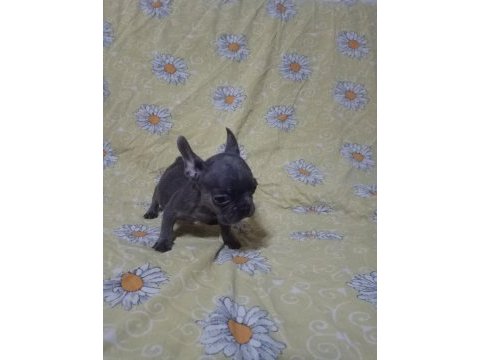 Scrli anatolian bulls üretimi egzotik french bulldog